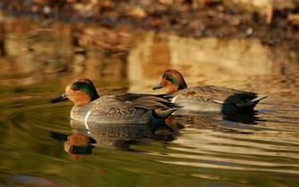 Waterfowl Wallpaper Only