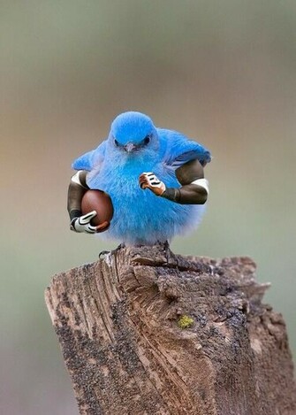 Mountain Bluebird Pikdit