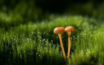 Mushroom Computer Wallpaper Desktop Background Id