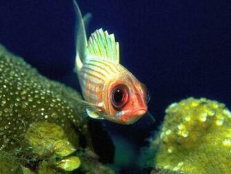 Exotic Ocean Fish Marine Screensaver