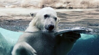 Polar Bear Wallpaper HD Desktop Wallapers High