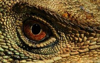Reptile Computer Wallpaper Desktop Background