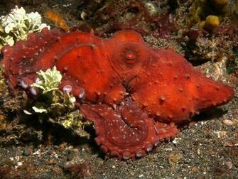 Cephalopod Octopus Squid Cuttlefish Wallpaper