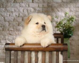 Chow Wallpaper Dogs