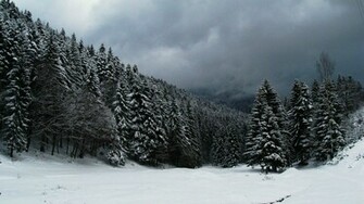 Snow Forest Wallpaper