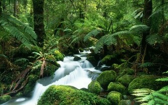 Tropical Rain Forest New High Definition Wallpaper