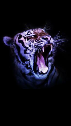 Wildcat Wallpaper HD