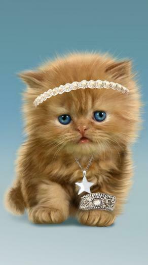 Best Funny Cat Wallpaper For Mobile Phones Pictures Jokes
