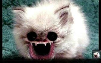 Ugly Animal Wallpaper