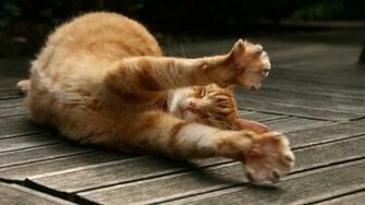 The Fat Cat Dream Wallpaper Living Background