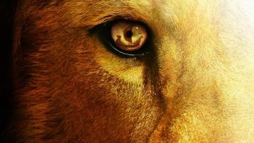 Chronicles Of Narnia Voyage Dawn Treader Fantasy Lion Eye