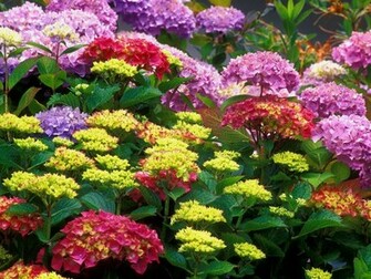 Flower Garden Wallpaper