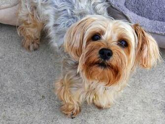 Yorkie Puppy Stock Photo HD Public Domain Pictures