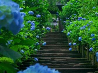 Hydrangea HD Wallpaper Desktop