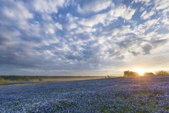 Bluebonnet Sunrise Ennis Texas Flowers Field Wallpaper