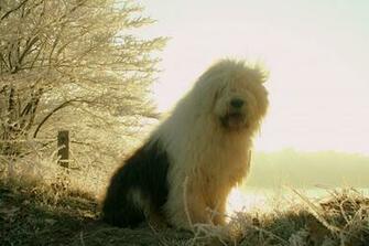 Old English Sheepdog Wallpaper