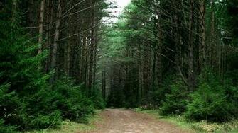 Trail Running Wallpaper