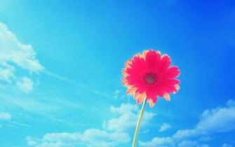 Pink Gerbera Flower Wallpaper HD