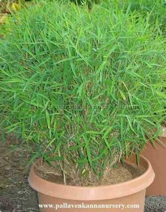 Bamboo Grove Photo Grass