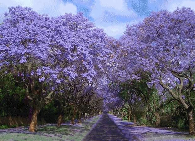 Most Beautiful Tree Tunnels HD Wallpaper
