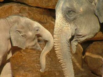 File Asian Elephant And Baby Jpg Wikipedia The Encyclopedia