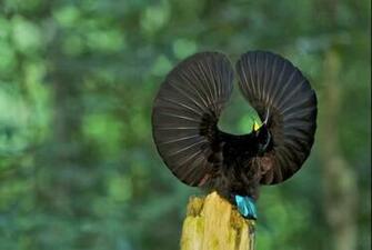 Wild Life Birds Amazing HD Wallpaper 1080p World In