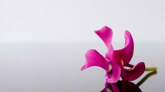 Pink And White Wallpaper High Definition Quality