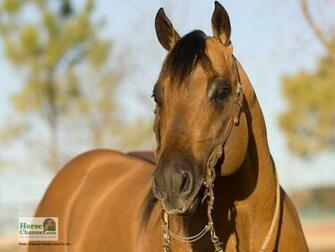Ranch Horse Desktop Wallpaper