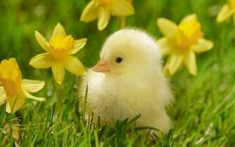 Cute Baby Ducklings HD Wallpaper In Animals Imageci