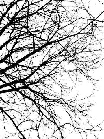 Tree Branches Silhouette Wallpaper Branch