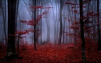 Red Autumn Foliage In Foggy Forest Wallpaper