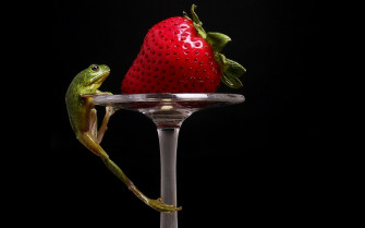 Animal Frog HD Wallpaper