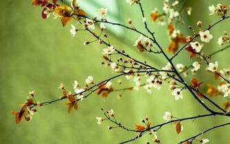 Springtime Wallpaper