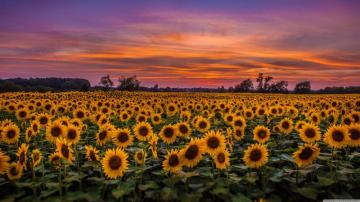 Sunflowers Field Ultra HD Desktop Background Wallpaper For 4k UHD
