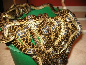 Animals World Anaconda Wallpaper Big Snakes