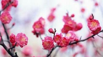 Spring Pink Flowers Wallpaper High Definition Quality