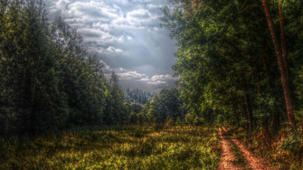 Dark Green Forest Wallpaper