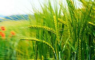 Razza Nature Landscape HD Image Wheat