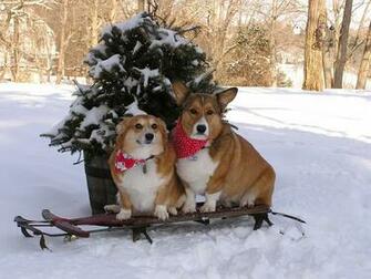 The Daily Corgi A Perfectly Pantaloony Pembroke Christmas