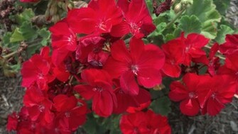 Pretty Red Flowers Wallpaper