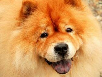 Chow Wallpaper HD