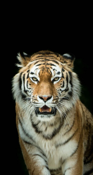 Well How About A Tiger Animal Wallpaper