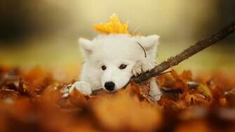 Samoyed Wallpaper And Background Image Net