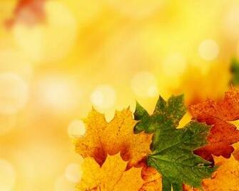 This Is The Yellow Autumn Background Image You Can Use Powerpoint