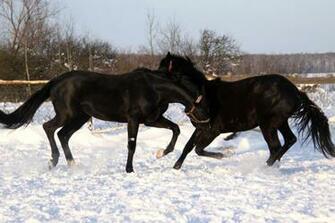 Winter Horse Play Wallpaper