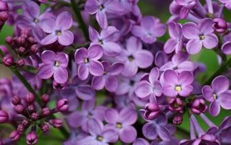 Lilac Wallpaper Flower