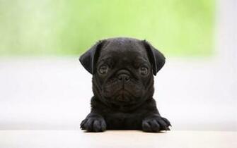 Peek A Boo Puppy Wallpaper HD Desktop