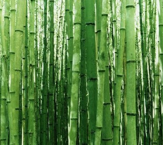 Green Bamboo Android Wallpaper Mobile HD