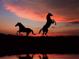 Horse Desktop Background One HD Wallpaper Pictures