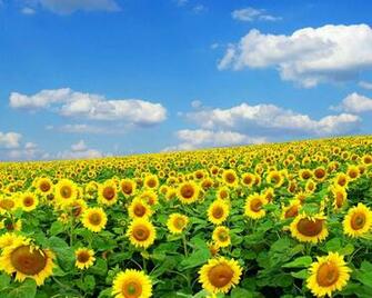 Full Screen Flower Wallpaper